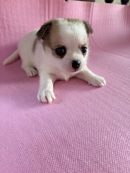 ชิวาว่าแท้ เกรดA พันธ์เล็ก เพศเมีย รูปที่ 11