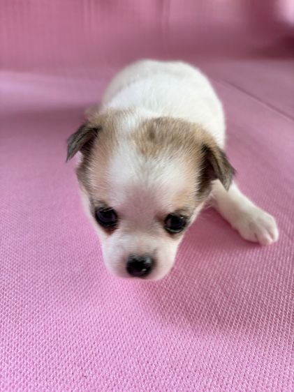 ชิวาว่าแท้ เกรดA พันธ์เล็ก เพศเมีย รูปที่ 3