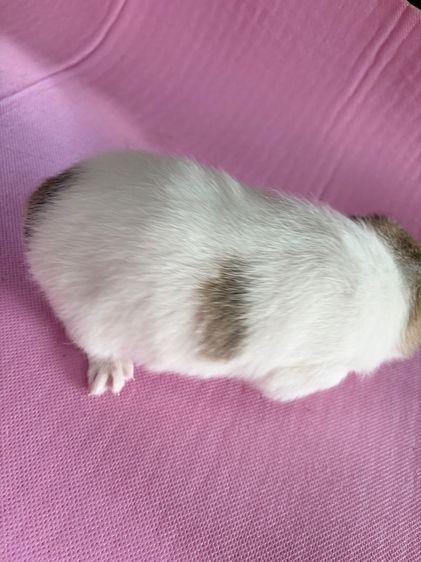 ชิวาว่าแท้ เกรดA พันธ์เล็ก เพศเมีย รูปที่ 5