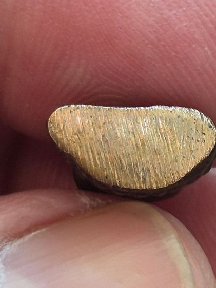 พระชัยวัฒน์ สังฆราชแพ วัดสุทัศน์ รูปที่ 5