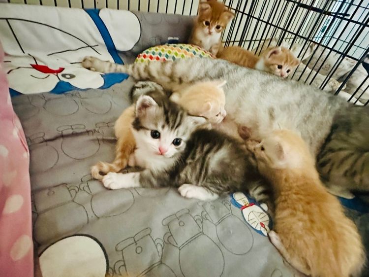 แมวสก็อตติช รูปที่ 3