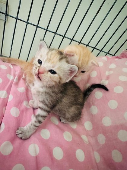 แมวสก็อตติช รูปที่ 6