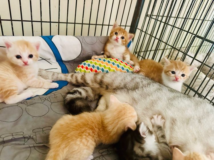 แมวสก็อตติช รูปที่ 4