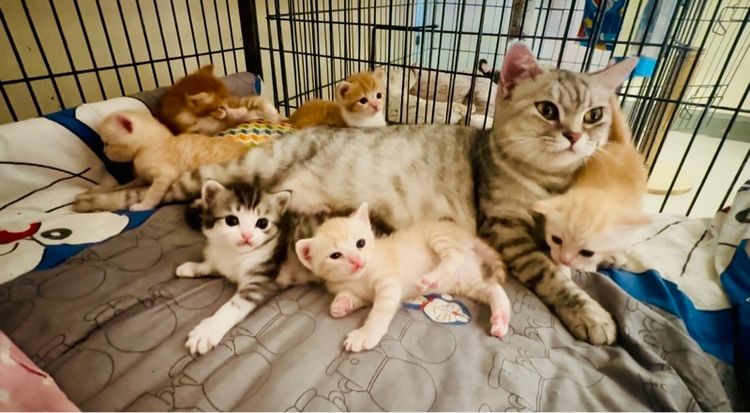 สก็อตติช โฟลด์ (Scottish Fold) แมวสก็อตติช