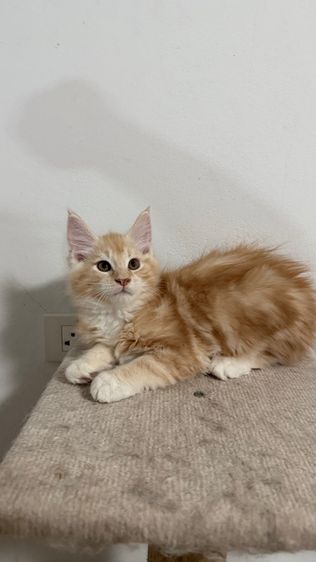 เมนคูน เพศชาย 2เดือนครึ่ง รูปที่ 2