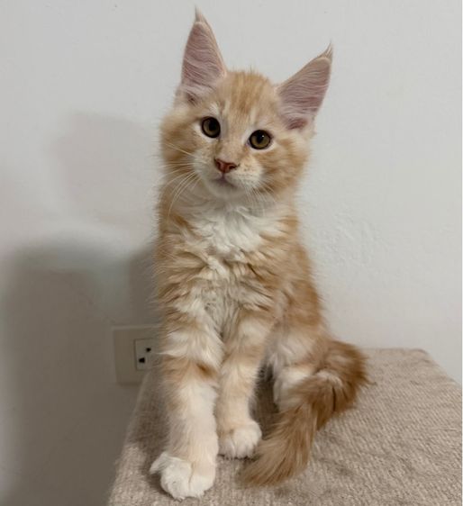 เมนคูน (Maine Coon) เมนคูน เพศชาย 2เดือนครึ่ง