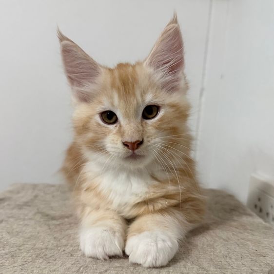 เมนคูน เพศชาย 2เดือนครึ่ง รูปที่ 4