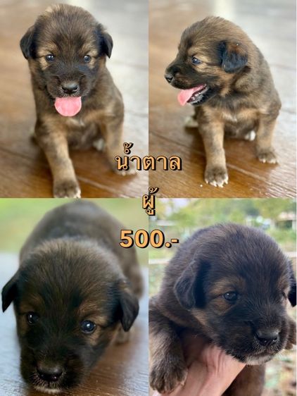 สัตว์เลี้ยง