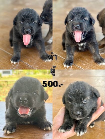 สัตว์เลี้ยง รูปที่ 2