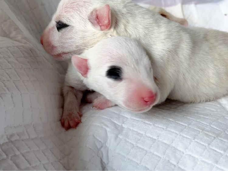 เปิดจอง ลูกบูลเทอเรีย std รูปที่ 6