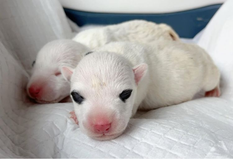 เปิดจอง ลูกบูลเทอเรีย std รูปที่ 2