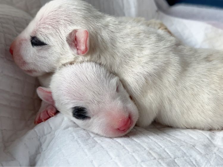 เปิดจอง ลูกบูลเทอเรีย std รูปที่ 5