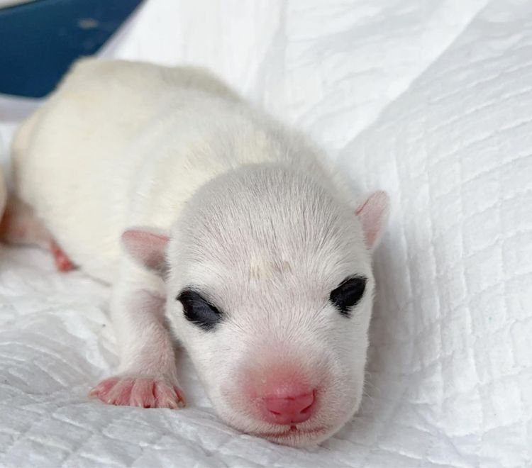 เปิดจอง ลูกบูลเทอเรีย std รูปที่ 4