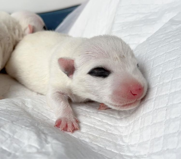 เปิดจอง ลูกบูลเทอเรีย std รูปที่ 3