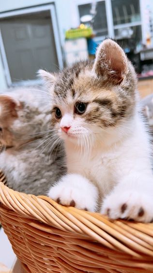 เด็กชาย สก็อตติช แท้ พร้อมย้าย รูปที่ 5