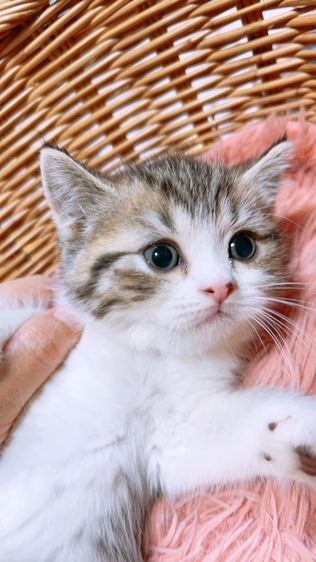 เด็กชาย สก็อตติช แท้ พร้อมย้าย รูปที่ 4