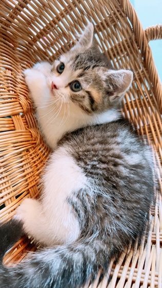 สก็อตติช โฟลด์ (Scottish Fold) เด็กชาย สก็อตติช แท้ พร้อมย้าย