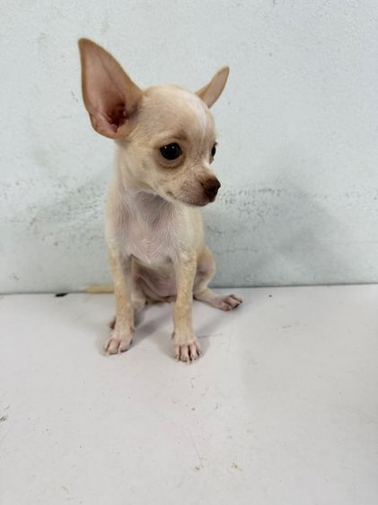 ลูกสุนัขชิวาวา รูปที่ 3