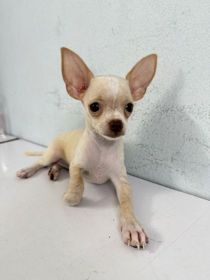 ชิวาวา (Chihuahua) เล็ก ลูกสุนัขชิวาวา