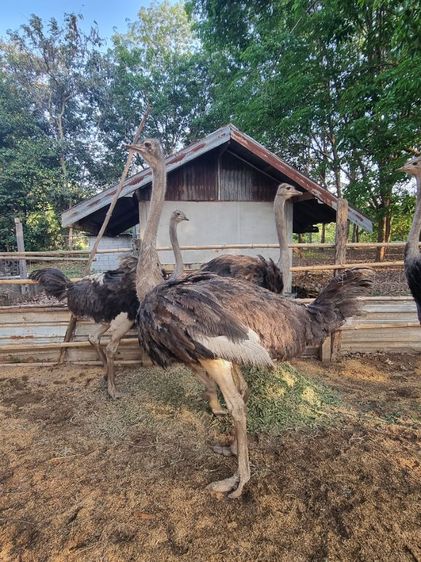 ขายถูกๆนก1ปี7เดือน รูปที่ 6