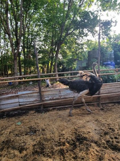 ขายถูกๆนก1ปี7เดือน รูปที่ 4