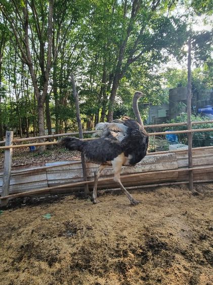 ขายถูกๆนก1ปี7เดือน รูปที่ 7