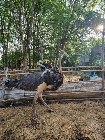 ขายถูกๆนก1ปี7เดือน รูปที่ 2