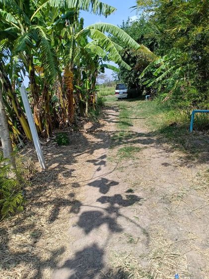 ใช่ ขายที่ดินชัยภูมิ เจ้าของขายเอง รูปที่ 3