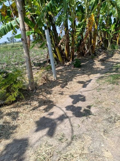 ใช่ ขายที่ดินชัยภูมิ เจ้าของขายเอง รูปที่ 2