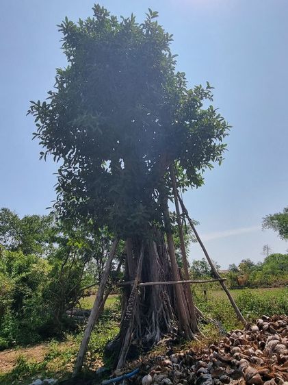 ต้นไม้จริง ต้นไม้ล้อมราคาถูกล้างสต๊อก​