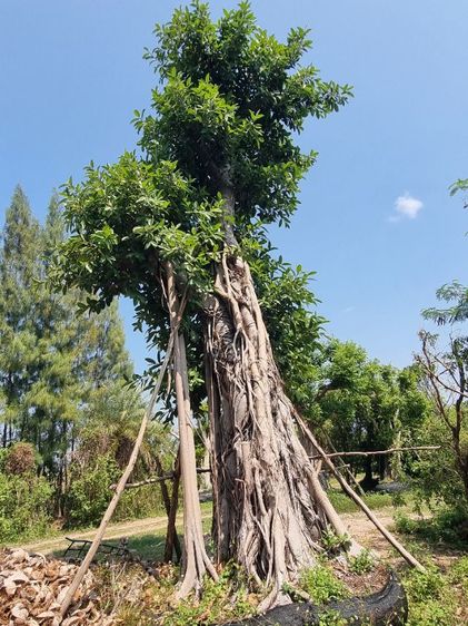 ต้นไม้ล้อมราคาถูกล้างสต๊อก​ รูปที่ 4
