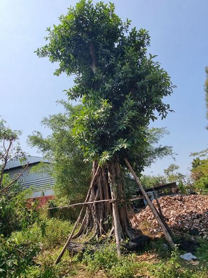 ต้นไม้ล้อมราคาถูกล้างสต๊อก​ รูปที่ 3