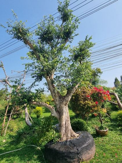 ต้นไม้ล้อมราคาถูกล้างสต๊อก​ รูปที่ 14