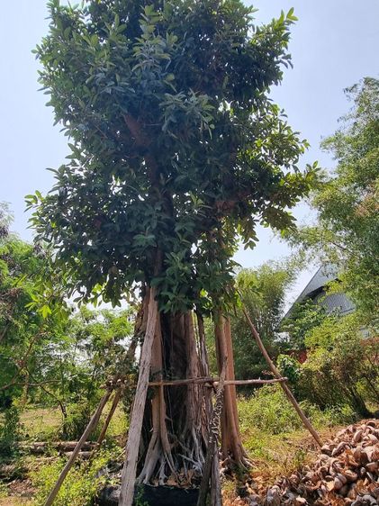 ต้นไม้ล้อมราคาถูกล้างสต๊อก​ รูปที่ 2