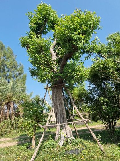 ต้นไม้ล้อมราคาถูกล้างสต๊อก​ รูปที่ 13