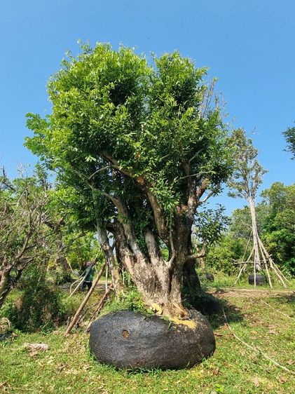 ต้นไม้ล้อมราคาถูกล้างสต๊อก​ รูปที่ 11