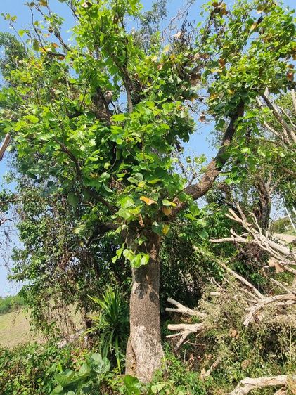 ต้นไม้ล้อมราคาถูกล้างสต๊อก​ รูปที่ 17