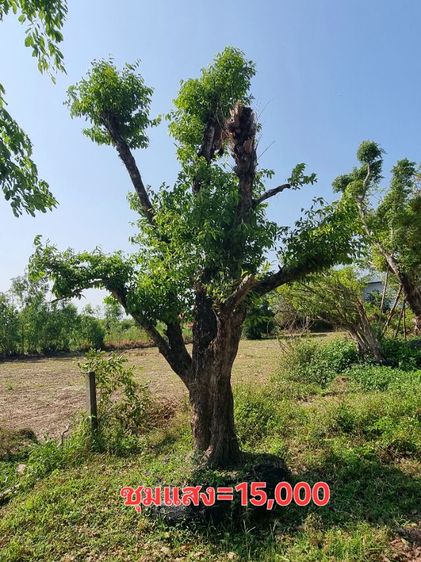 ต้นไม้ล้อมราคาถูกล้างสต๊อก​ รูปที่ 8