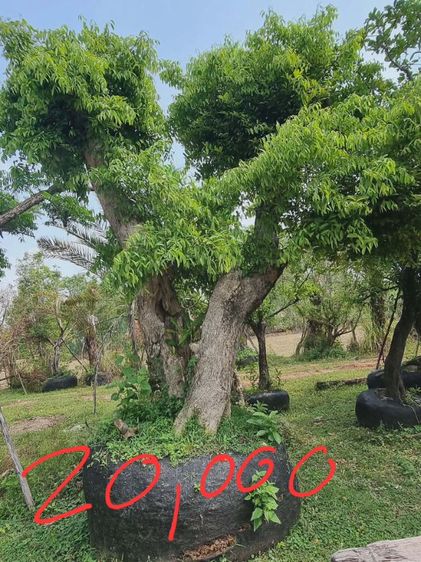 ต้นไม้ล้อมราคาถูกล้างสต๊อก​ รูปที่ 15