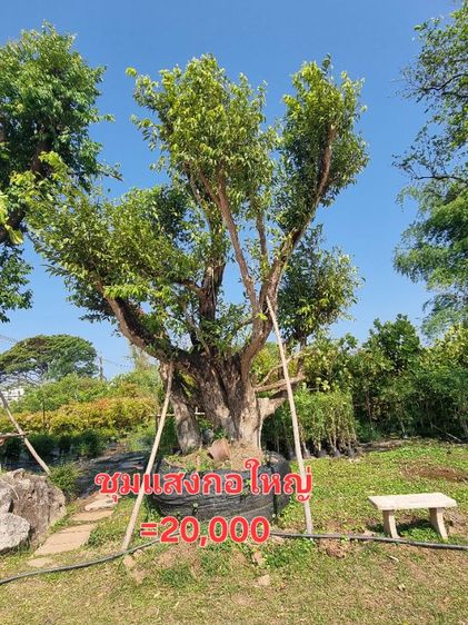ต้นไม้ล้อมราคาถูกล้างสต๊อก​ รูปที่ 5