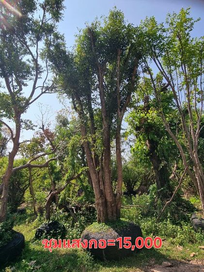ต้นไม้ล้อมราคาถูกล้างสต๊อก​ รูปที่ 12