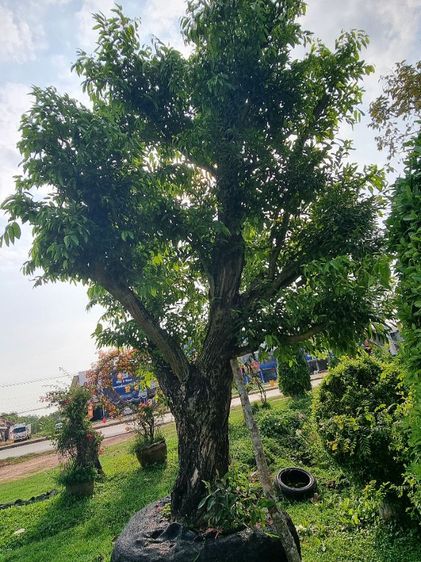 ต้นไม้ล้อมราคาถูกล้างสต๊อก​ รูปที่ 16