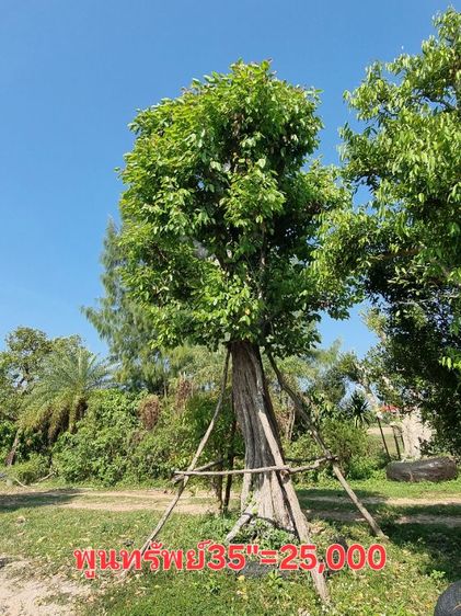 ต้นไม้ล้อมราคาถูกล้างสต๊อก​ รูปที่ 7