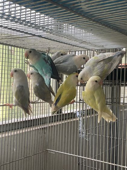 เลิฟเบิร์ดไม่ขอบตา นกรุ่น รูปที่ 2