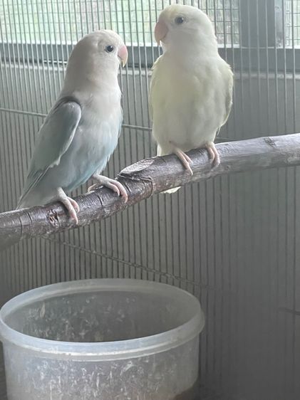 เลิฟเบิร์ดไม่ขอบตา นกรุ่น รูปที่ 6