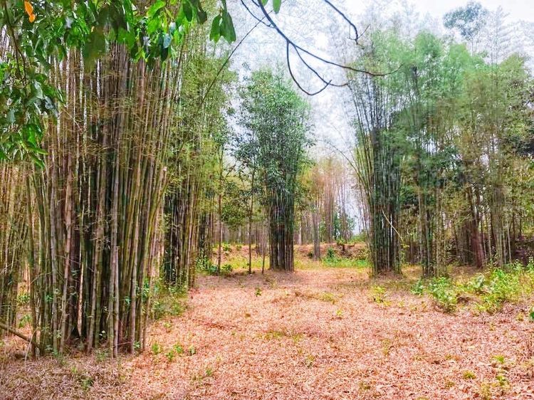 ขายที่ดินน่าน อ.ปัว วิวดอยภูคา แปลงเดียว พร้อมสร้าง