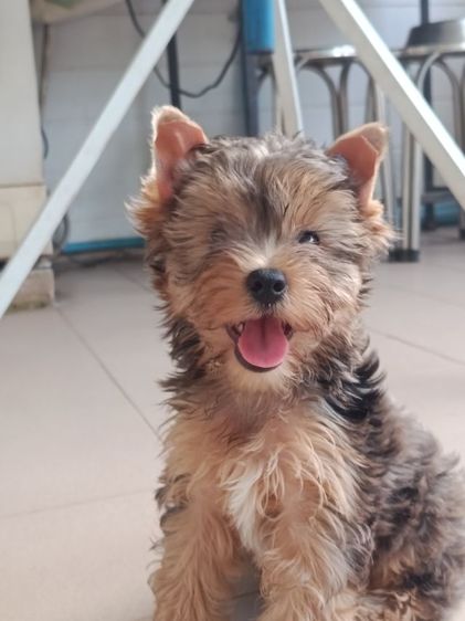 ลูกยอร์คเชียร์สีเมอร ผู้หญิง ราคาพิเศษ รูปที่ 3