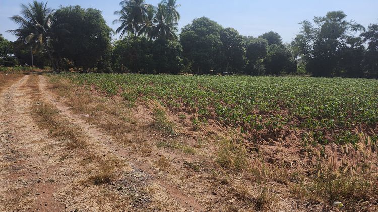 ที่ดินเปล่า รูปที่ 4