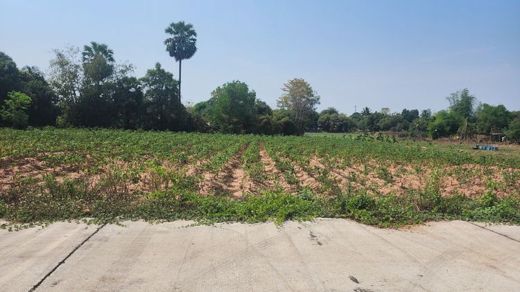 ที่ดินเปล่า