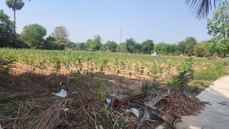 ที่ดินเปล่า รูปที่ 3